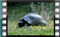 turtle M2U00461