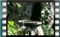 red-backed-male M2U00566