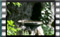 red-backed-male M2U00567