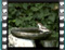 woodchat shrike female