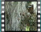Untitled-Clip-27 intoNestFromBranch1