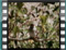 house--sparrow ilex10