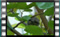 house-sparrow-21.12.2015-00000cr
