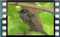 house-sparrow-25-12-2015-00001cr