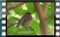 house-sparrow-25-12-2015-00002cr