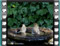 house sparrow immature pair bath
