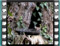 house sparrow male bath closeup 2