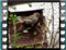 house sparrow nest 1a