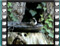 house sparrow young males bath