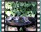 house sparrows bath 3