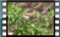house.sparrow.F S1270001cr