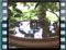 house.sparrows 