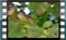 House.Sparrows-juv 00004