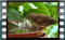 house.sparrow 2019-02-28-12-57-50-02w