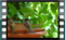 house.sparrows 2019-03-02-12-59-18w