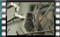 rock-sparrow-18.01.2017-00025