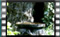 rock-sparrow M2U00549