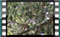 rock-sparrow M2U00763