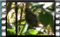 rock-sparrow M2U00840