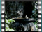 rock-sparrow bath 20120509