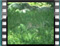 Untitled-Clip-25 TreeSparrow
