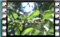 tree sparrow feeding on mulberries 3
