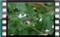 tree-sparrow M2U00075