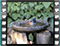 black redstart-5 60x46