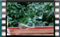 black-redstart-20.12.2016-00038