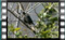 Blackbird M2U00935