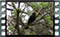 blackbird 16 60x37