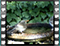 blackbird 17 60x46