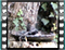 blackbird 18 60x46