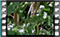 blackbird 1 60x37