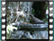 blackbird 6 60x46