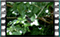 blackbird 9 60x37