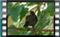 blackbird-juv 2018-05-09 00002