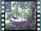 blackbird-vivo-capture 20180306 181949
