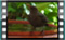 blackbird.F 2019-02-26-13-52-58crw