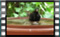 blackbird.M 25.2.2019-00007crw