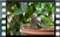blackbird 2018-05-22-18-50-00