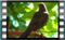 blackbird 2019-02-28-15-43-25-01w