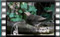 imm.blackbird-26.6.2016-00114