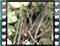 nightingale NEST 1 60x46