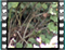 nightingale NEST 2 60x46