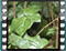 nightingale NEST 4 60x46