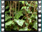 nightingale NEST 5 60x46