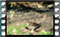nightingale 3 60x37
