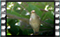 nightingale 4 60x37