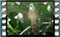 nightingale 5 60x37